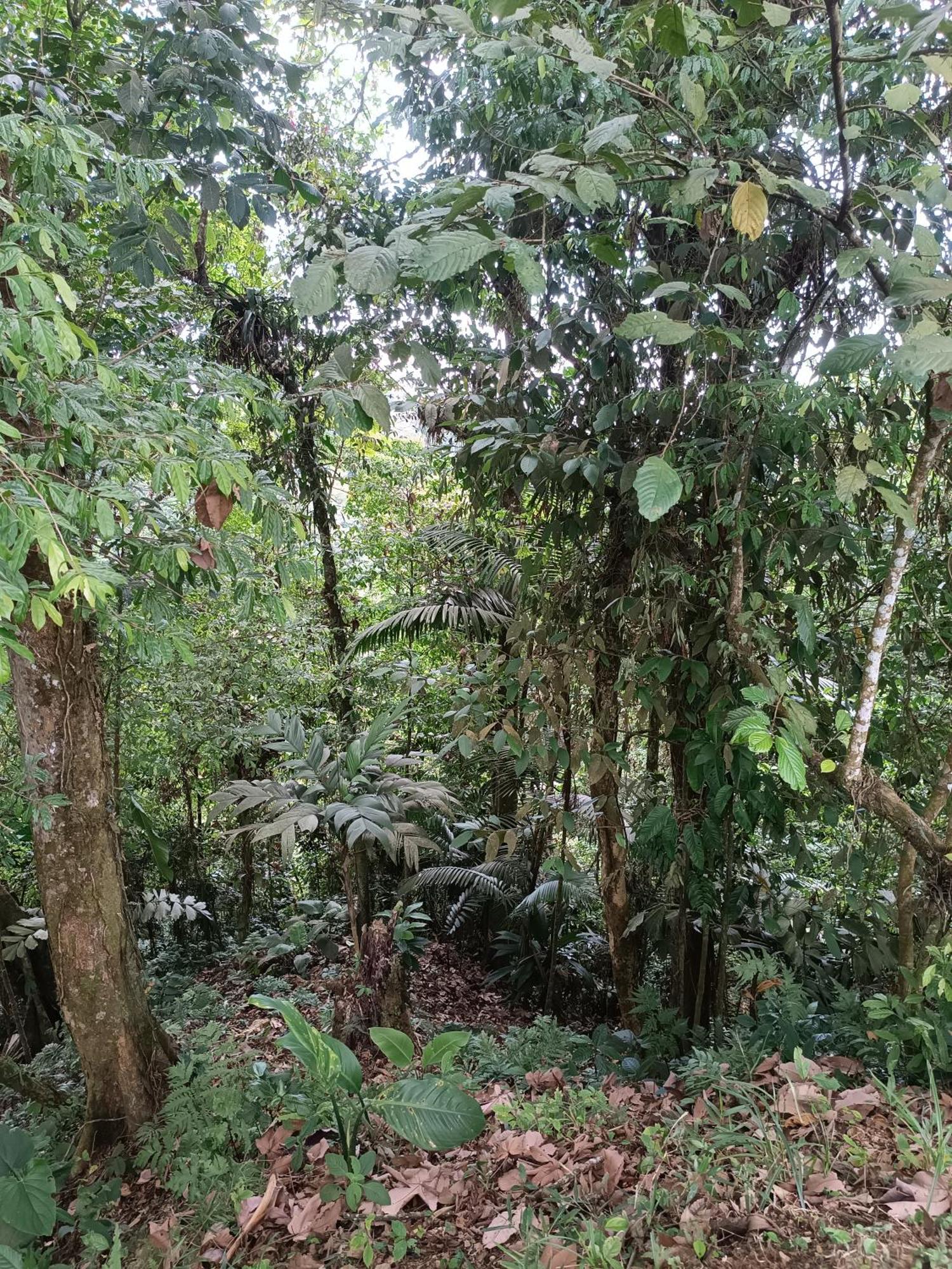 Quinta Turu